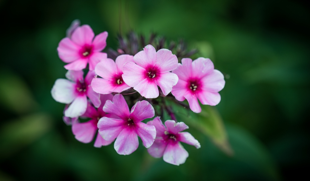 Розовые цветы флокса крупным планом 