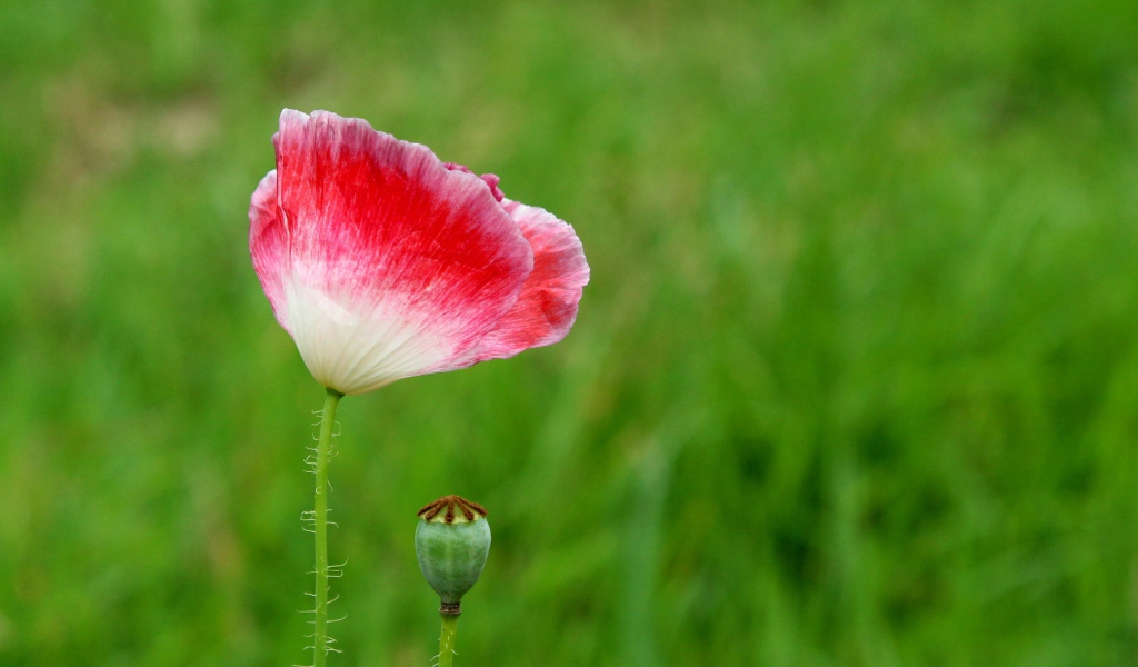 Розовый цветок мака с бутоном на зеленом фоне