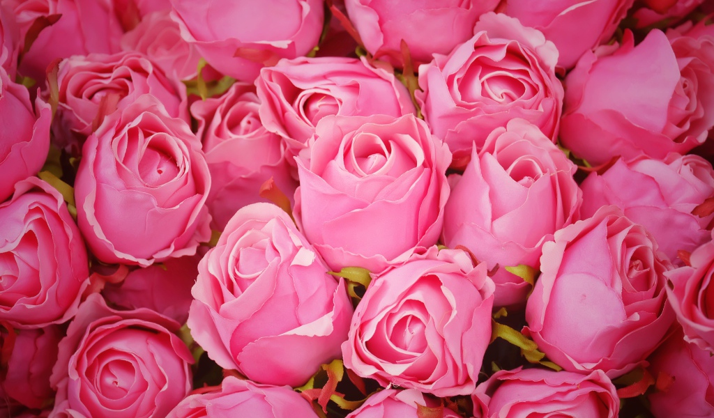 Бутоны розовой розы крупным планом 