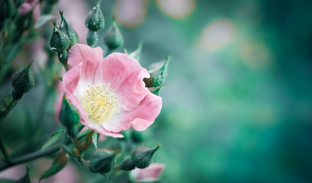 Розовый цветок розы с бутонами крупным планом