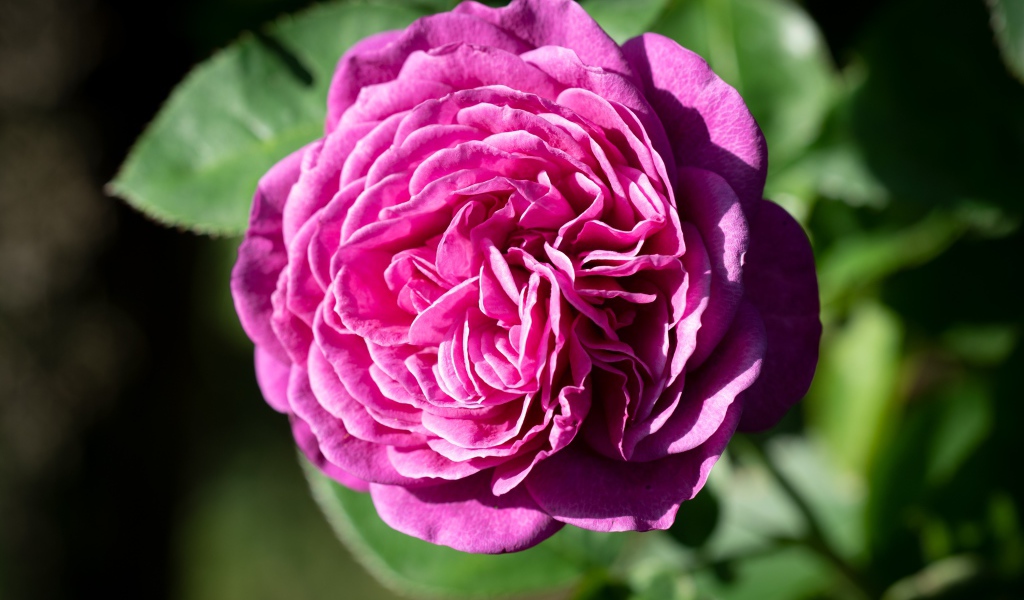 Розовой цветок розы с зелеными листьями крупным планом