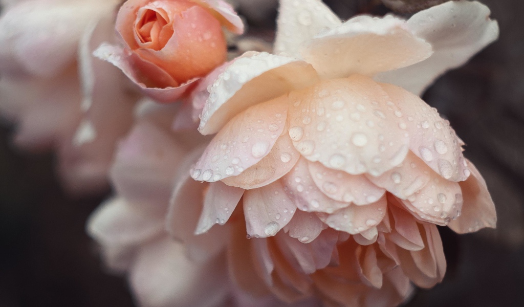 Розовые цветы розы в каплях дождя 