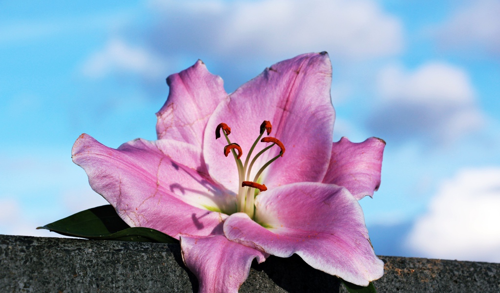 Розовая роза лежит на камне на фоне неба