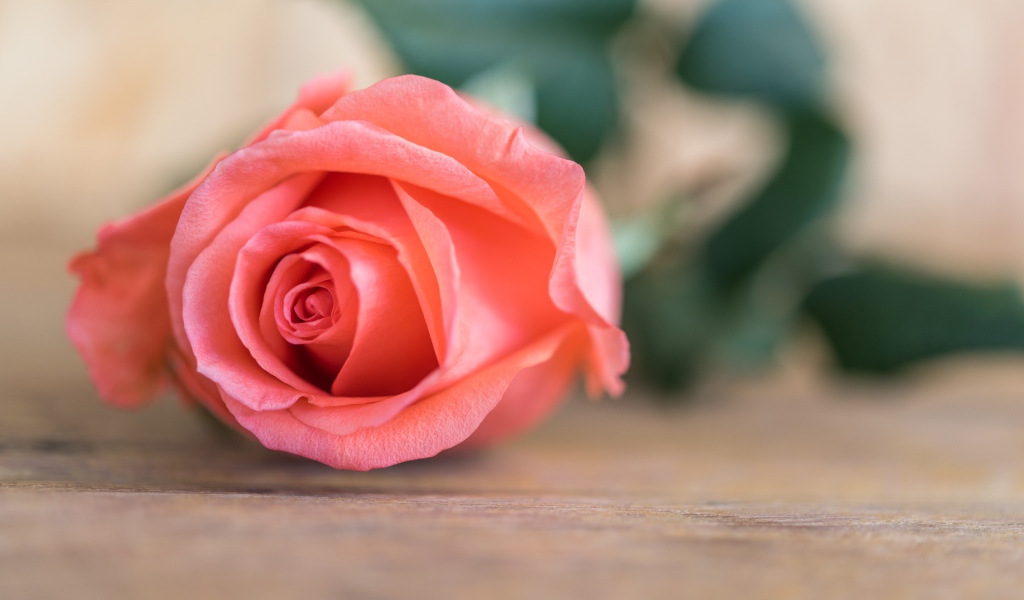 Розовая роза  лежит на деревянном столе 