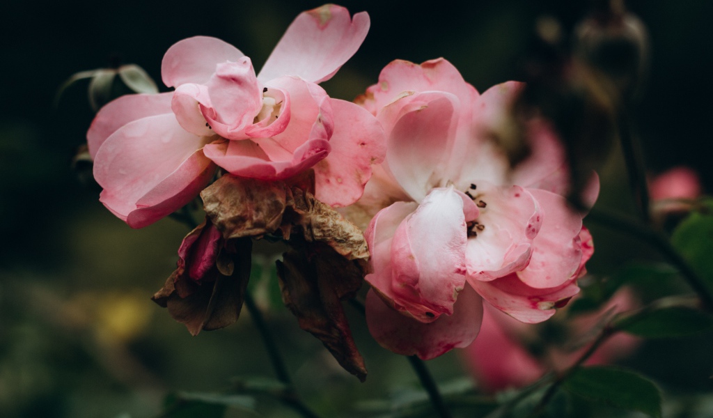 Лепестки розовой розы опадают на землю 