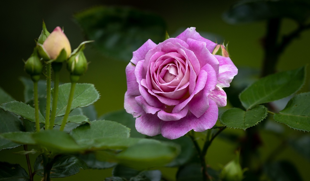 Розовая роза с бутонами и зелеными листьями на клумбе 