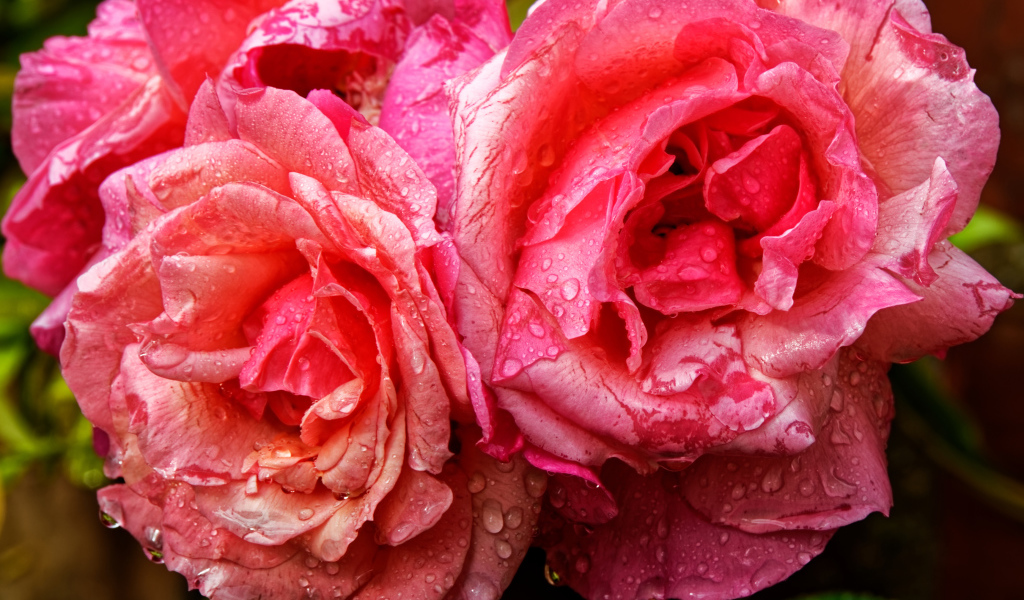 Розовые розы в каплях дождя крупным планом