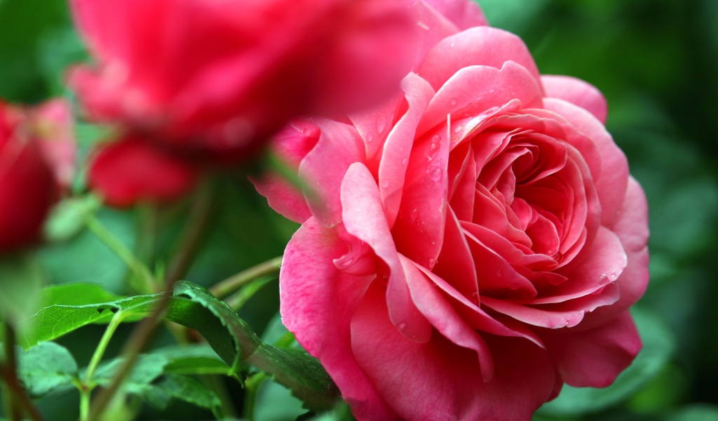 Розовые розы с каплями росы крупным планом