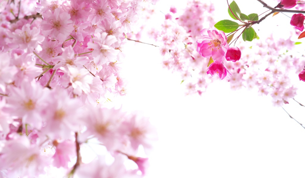 Розовые цветы сакуры на ветках на белом фоне