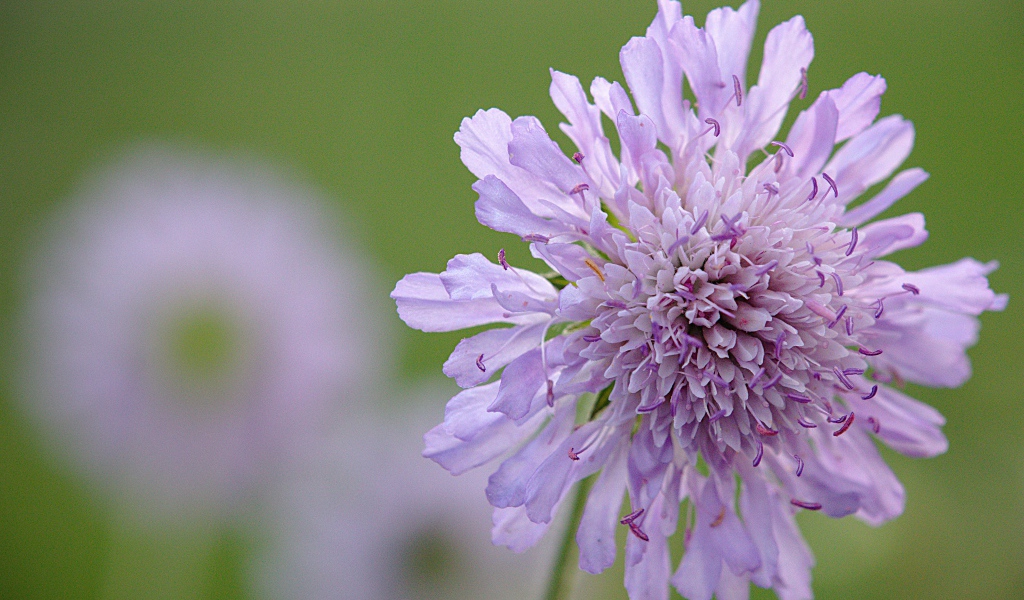 Розовый цветок скабиоза на зеленом фоне
