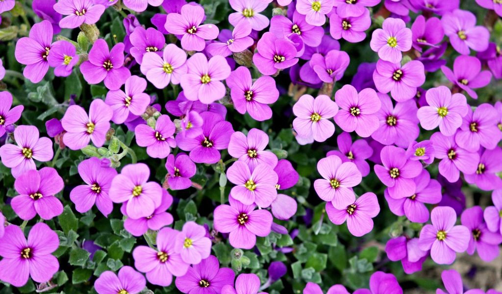 Розовые мелкие цветы крупным планом