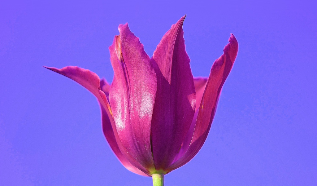 Розовый цветок тюльпана на сиреневом фоне