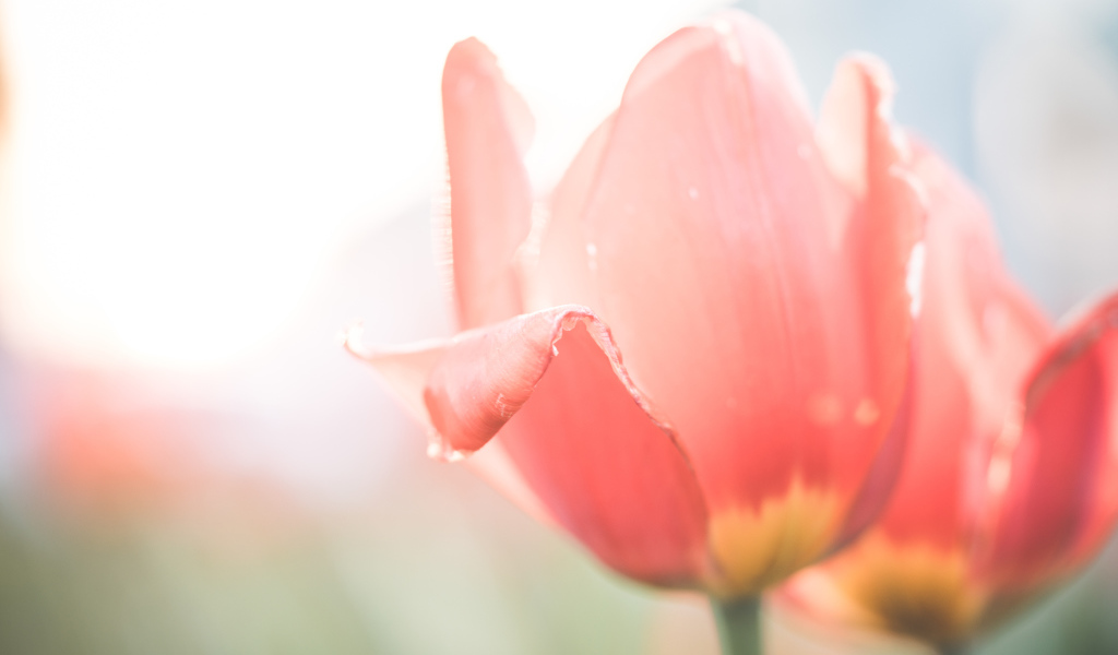 Розовые цветы тюльпана крупным планом на клумбе весной