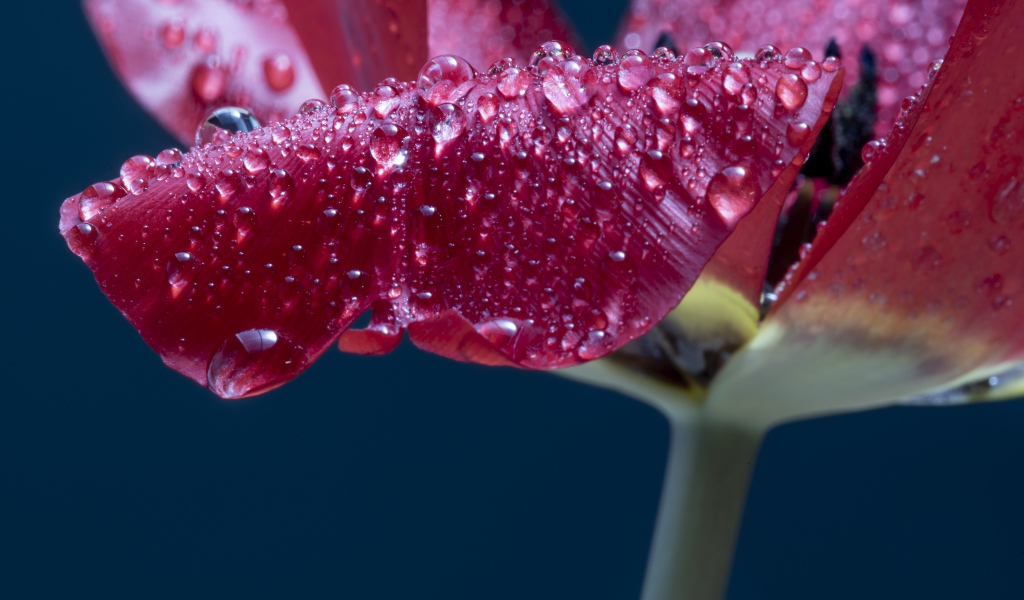 Лепестки розового тюльпана в каплях росы