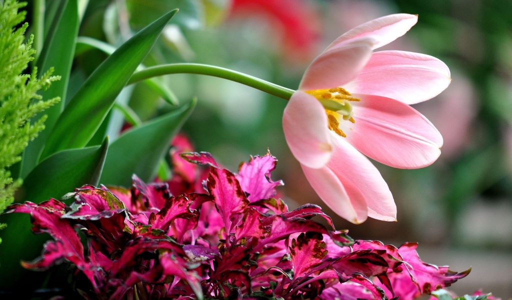 Розовый тюльпан с растениями на клумбе 