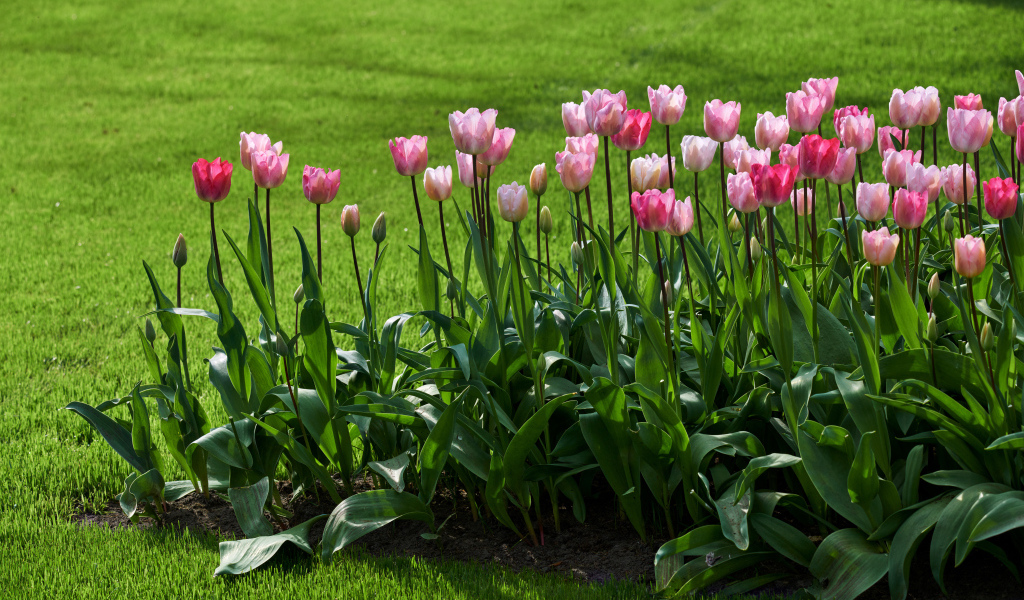 Розовые тюльпаны на клумбе у газона