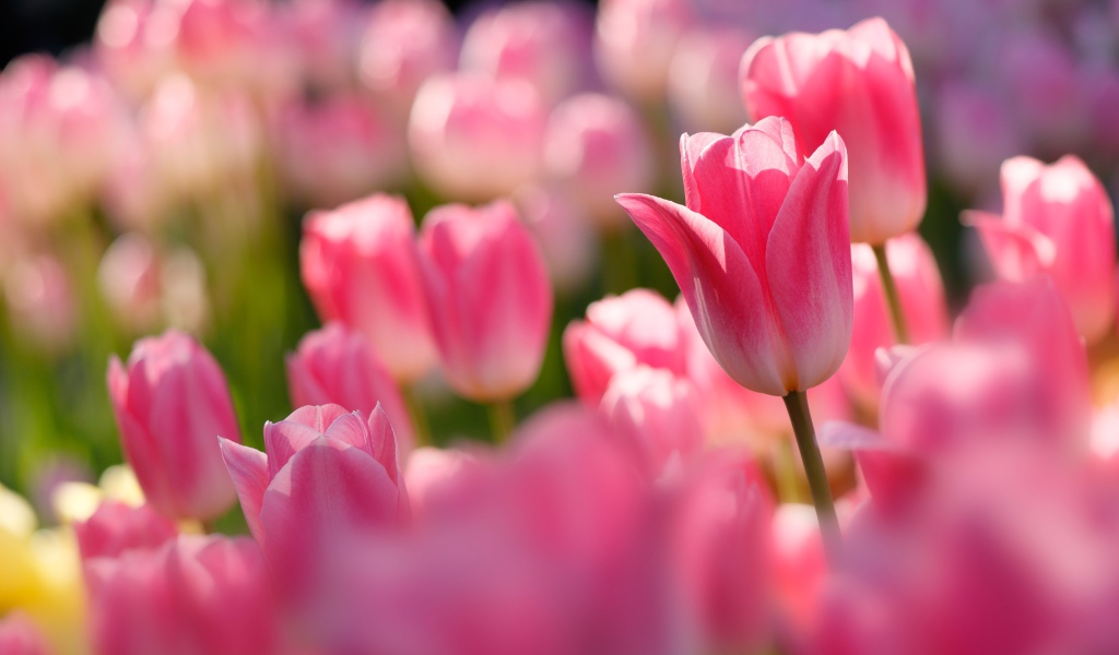 Розовые тюльпаны в лучах солнца на клумбе