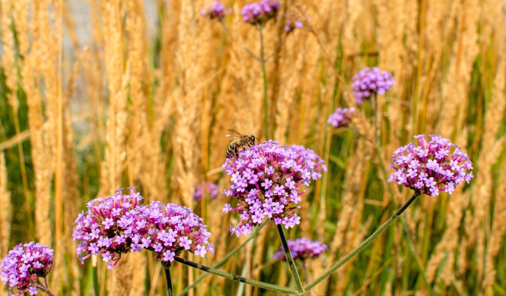 Розовые цветы вербена с колосками в поле