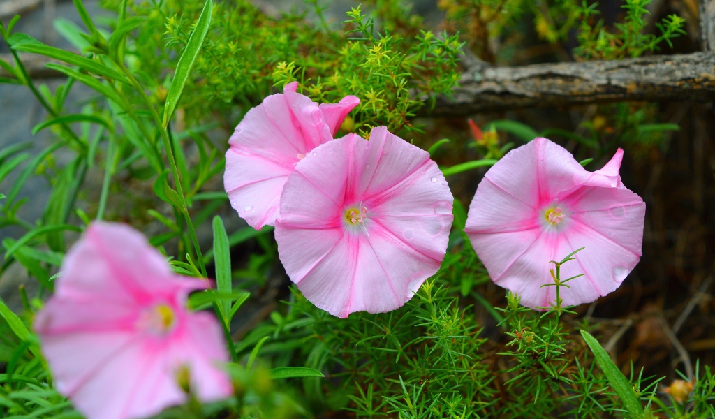 Розовые полевые цветы в зеленой траве