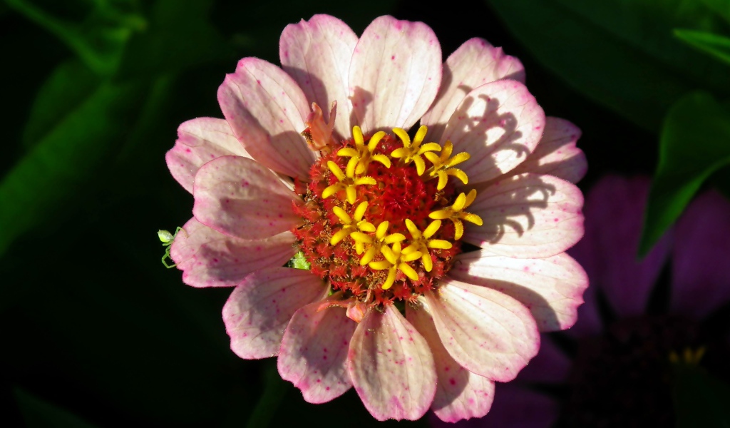 Розовый цветок циннии в лучах солнца