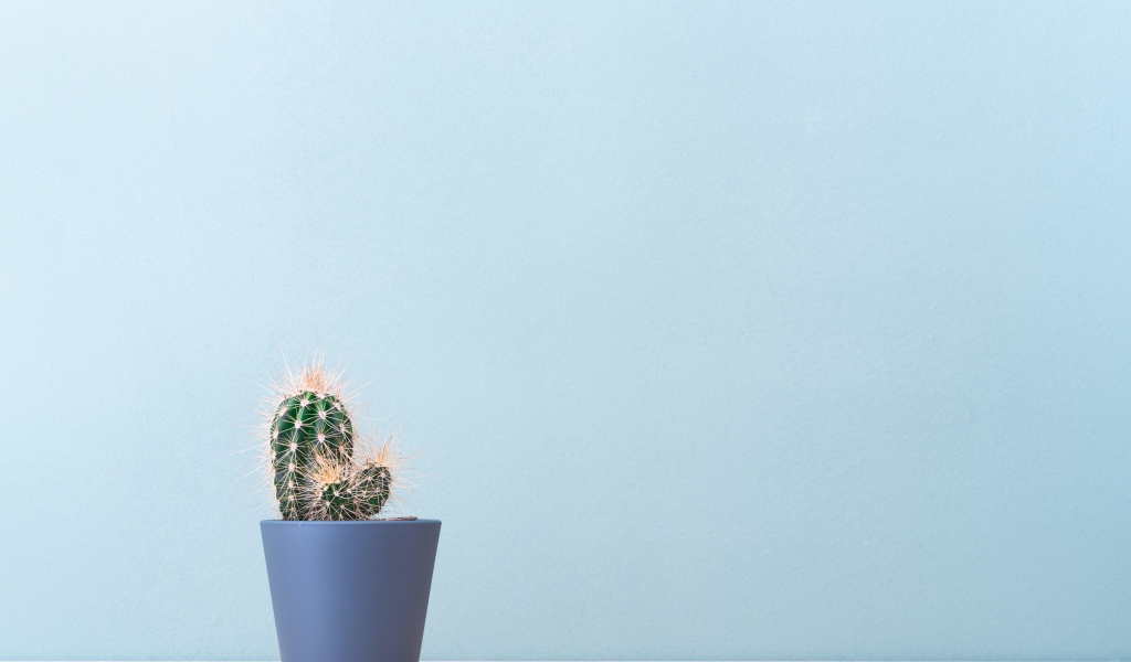 Колючий кактус в горшке на голубом фоне