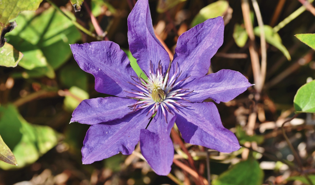 Фиолетовый цветок клематиса в лучах солнца 