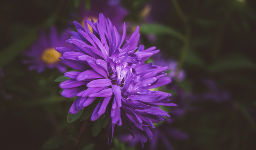 Фиолетовый цветок астры на клумбе 