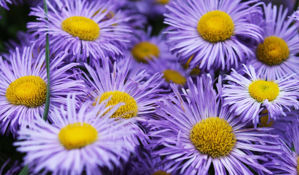 Фиолетовые цветы астры крупным планом 