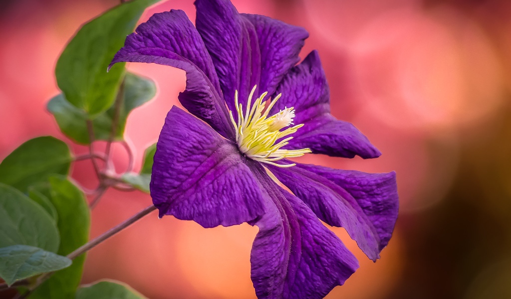 Фиолетовый цветок клематиса с зелеными листьями  крупным планом