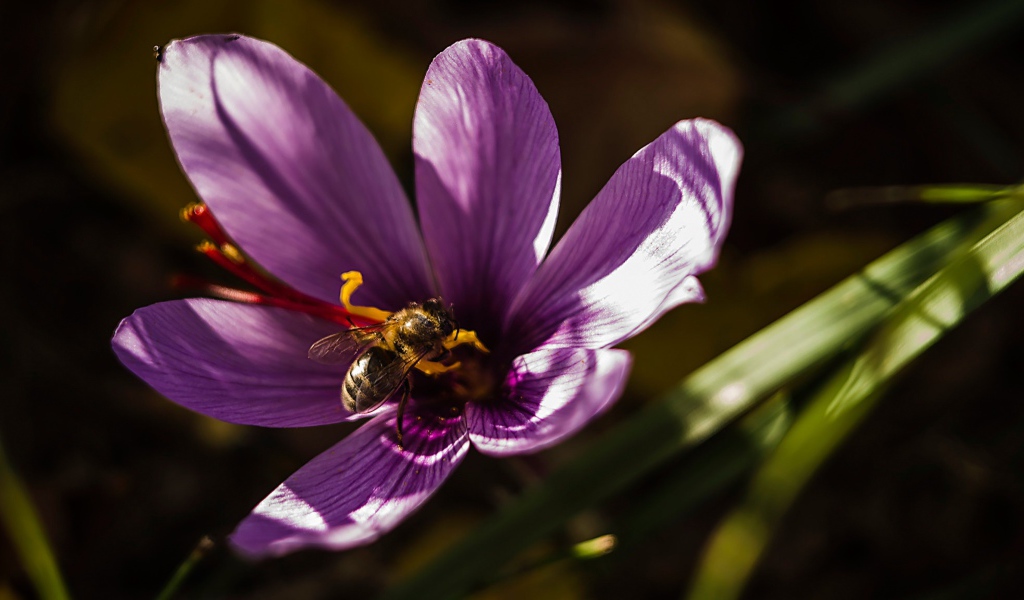 Фиолетовый цветок крокуса с пчелой 