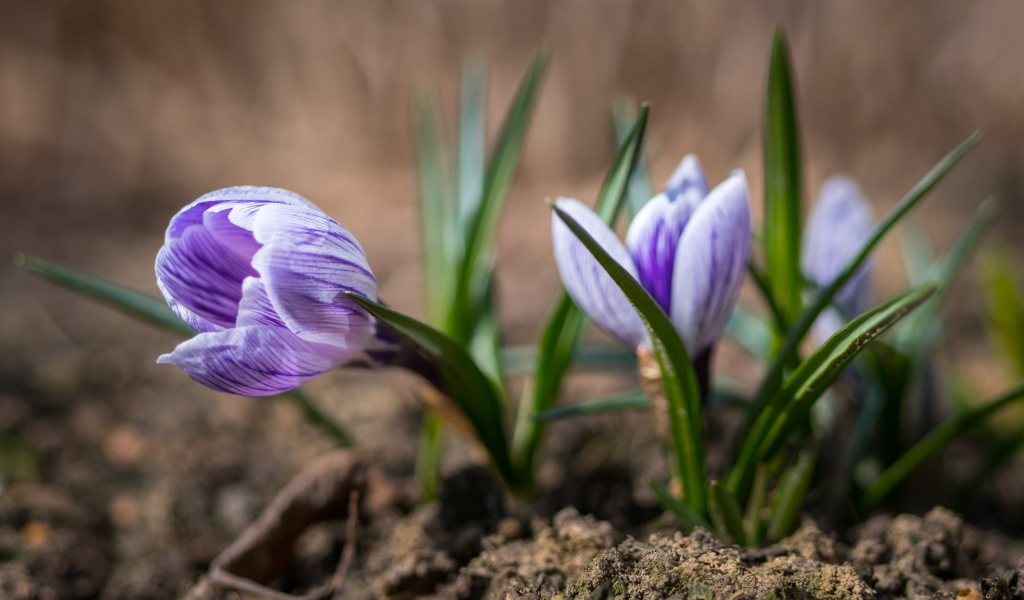 Фиолетовые цветы крокуса на земле 