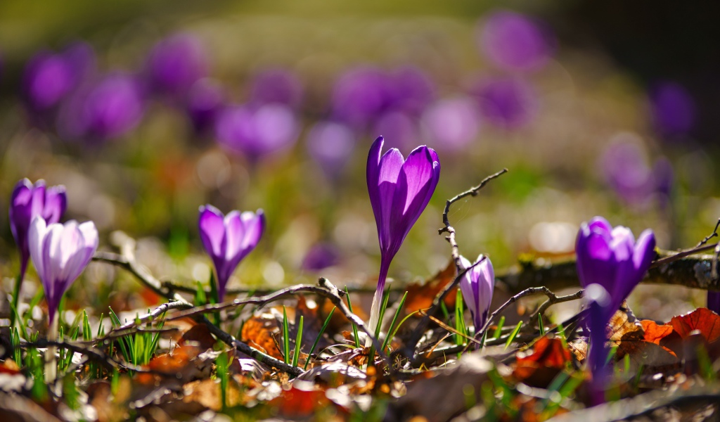 Фиолетовые крокусы в сухих листьях в лучах солнца