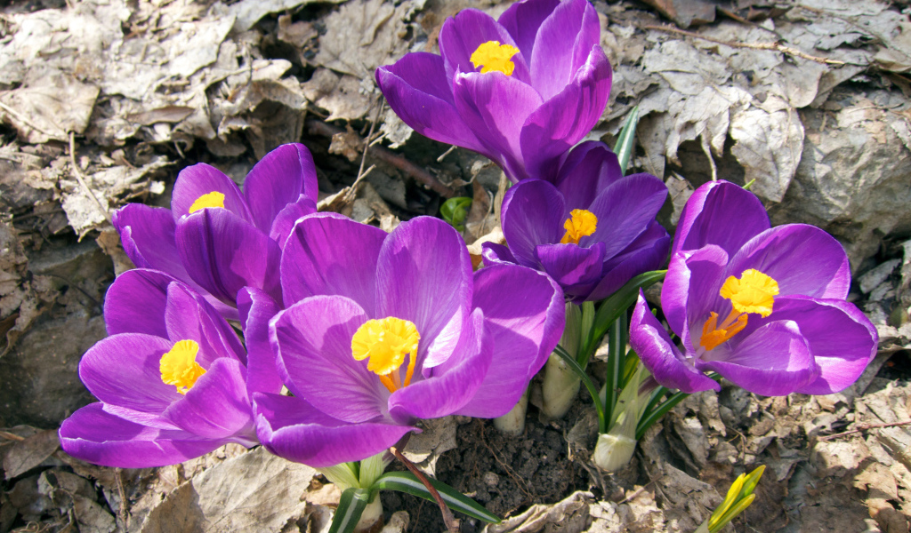 Фиолетовые крокусы в лучах солнца на земле 