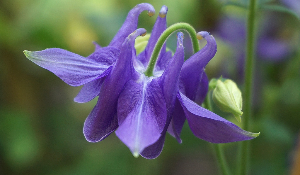 Фиолетовый цветок водосбор с бутоном крупным планом