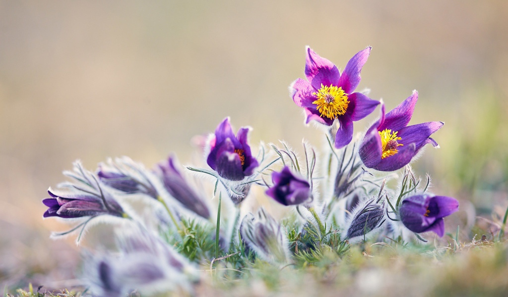 Фиолетовые цветы прострел в поле