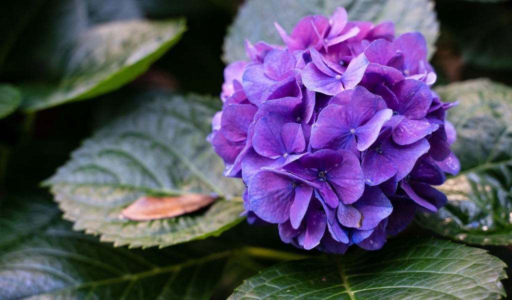 Фиолетовая гортензия в зеленых листьях 