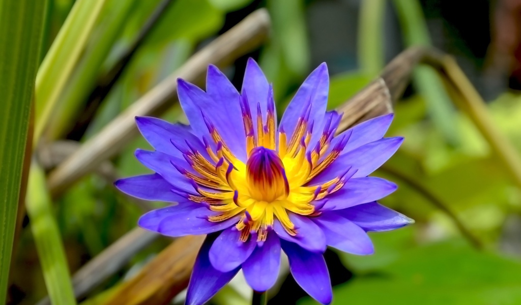 Фиолетовый цветок лотоса в зеленых листьях крупным планом