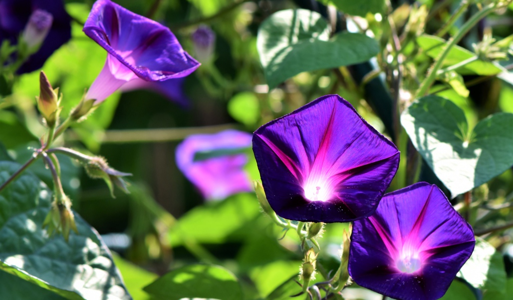 Фиолетовые цветы ипомеи в лучах солнца крупным планом