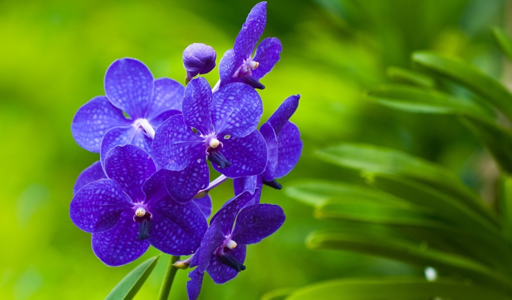 Фиолетовые цветы орхидеи на зеленом фоне 