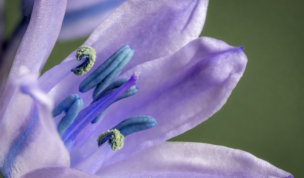 Фиолетовый цветок тюльпана крупным планом 