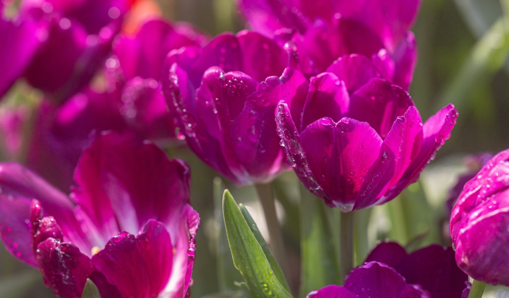 Фиолетовые тюльпаны в каплях росы в лучах солнца 