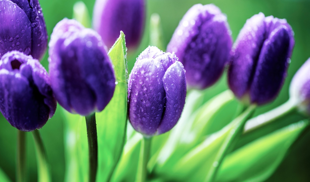 Фиолетовые тюльпаны в каплях розы утром