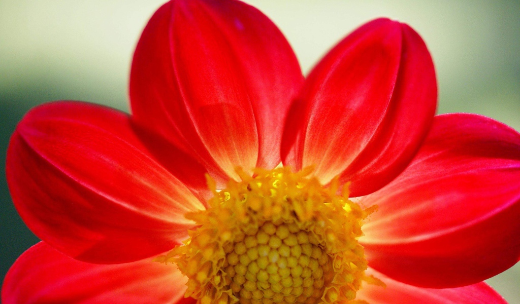 Красный цветок георгины крупным планом