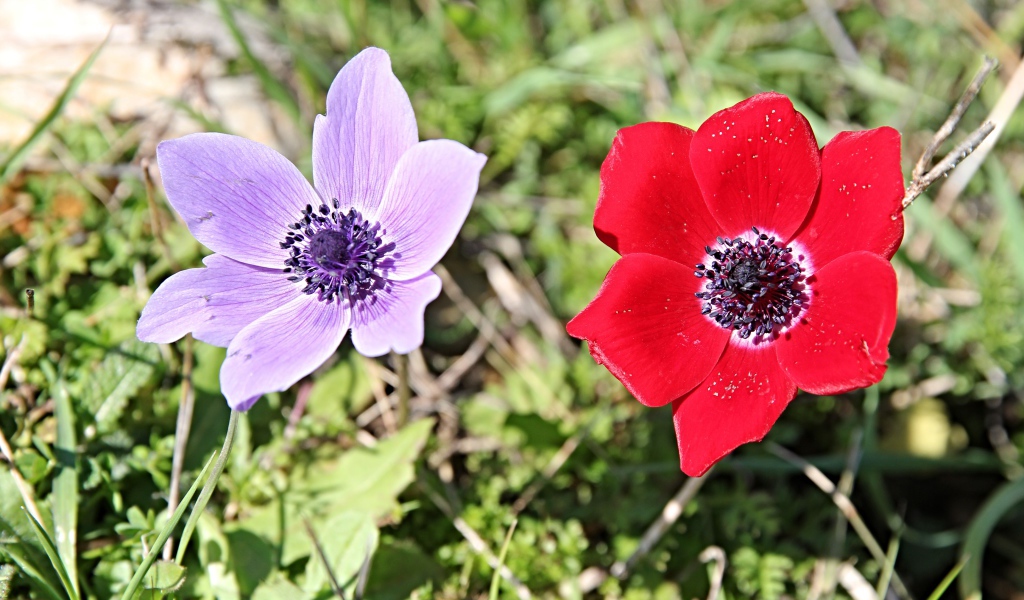 Красный и сиреневый цветок анемоны в траве