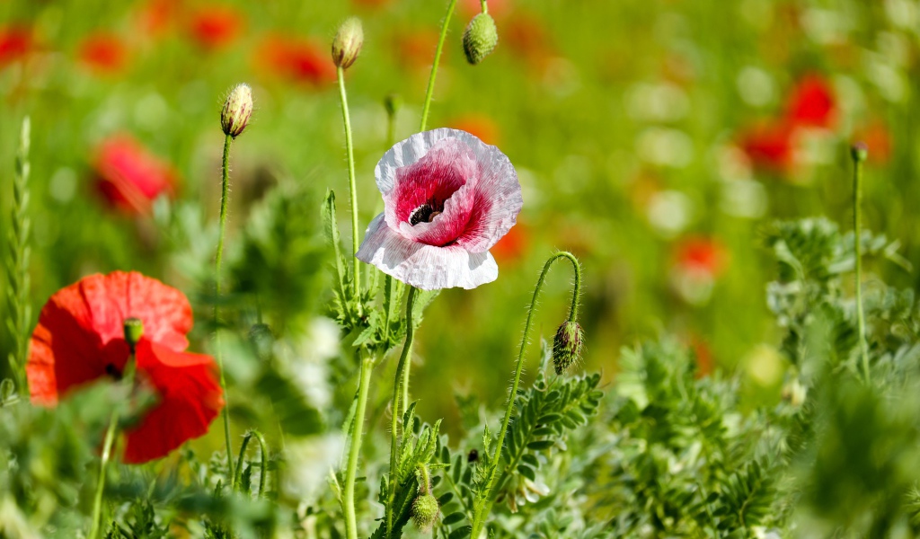 Красные и розовые маки с бутонами на поле солнечным летним днем