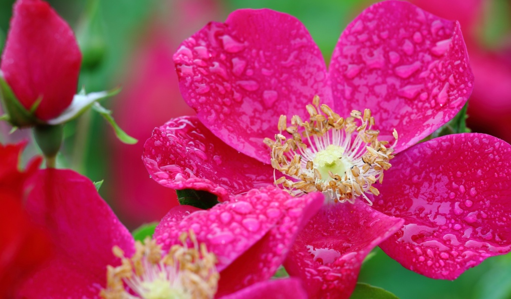 Красная распустившаяся роза в каплях росы