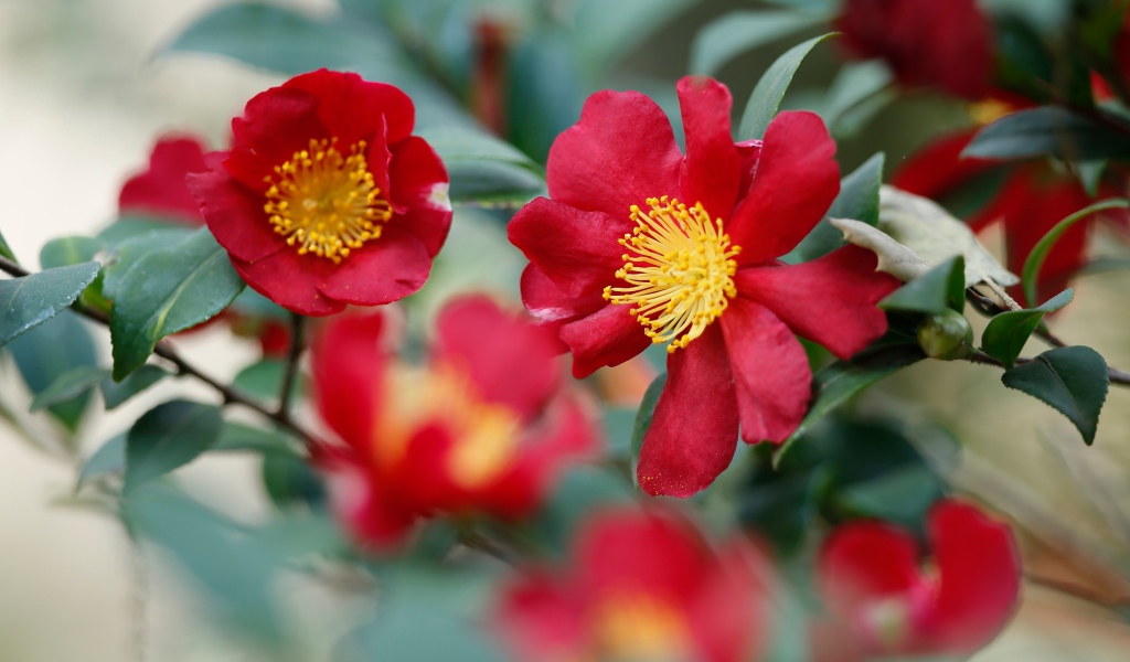 Красные цветы камелия с зелеными листьями 