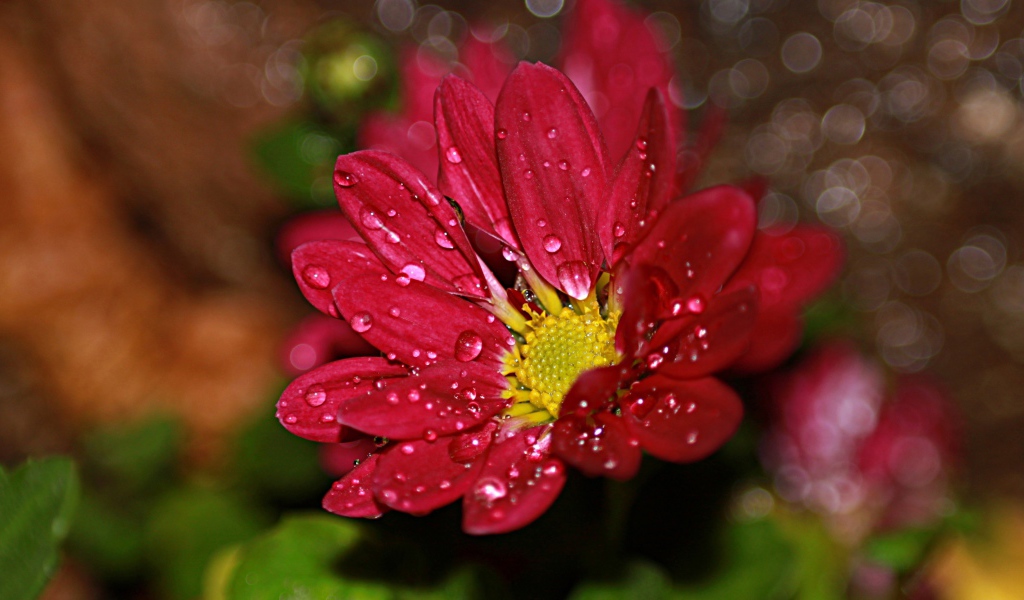 Красный цветок хризантемы в каплях воды 