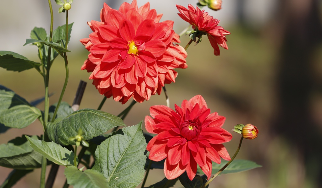 Красные цветы георгин с бутонами на клумбе 