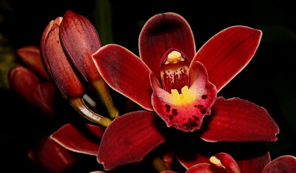 Красные экзотические орхидеи с бутонами на черном фоне